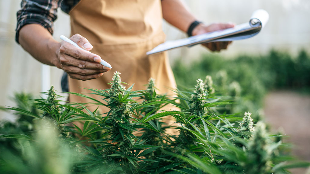 Certificat d'analyse CBD posé sur un comptoir de boutique (traçabilité produit)